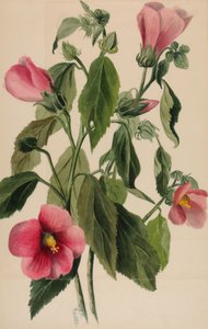 Gül Gentian Sabbatia angularis, 1880