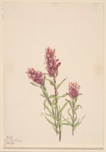  by Mary Vaux Walcott