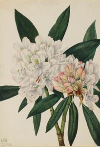  by Mary Vaux Walcott