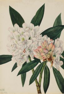 Rosebay Ormangülü Ormangülü maksimum, 1926. by Mary Vaux Walcott