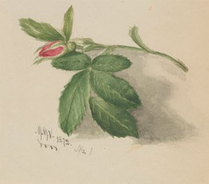 Gülbudak, 1872. by Mary Vaux Walcott