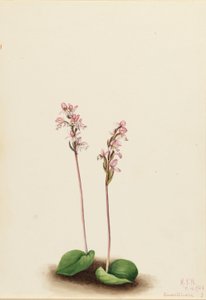  by Mary Vaux Walcott