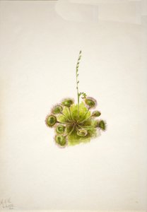 Yuvarlak yapraklı Sundew Drosera rotundifolia, 1933. by Mary Vaux Walcott