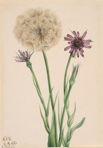Salsify Tragopogon porrifolius, 1921. by Mary Vaux Walcott