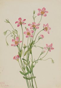  by Mary Vaux Walcott