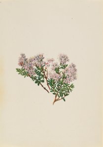  by Mary Vaux Walcott
