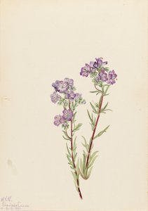 Kum Phacelia Phacelia linearis, 1923. by Mary Vaux Walcott