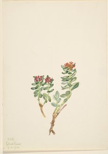 Sanifoiga yükseldius, 1920 by Mary Vaux Walcott