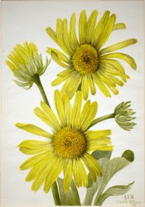 Saten Yapraklı Altınbaş (Enceliopsis covillei) by Mary Vaux Walcott