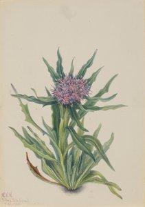  by Mary Vaux Walcott