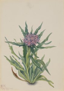 Saussurea Saussurea densa, 1925. by Mary Vaux Walcott