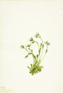  by Mary Vaux Walcott