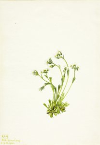 Saxifrage Saxifraga caespitosa, 1924 by Mary Vaux Walcott