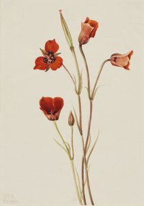  by Mary Vaux Walcott