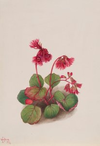  by Mary Vaux Walcott