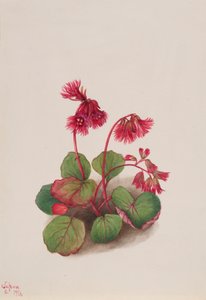 Şizokodon soldanelloides, 1936. by Mary Vaux Walcott
