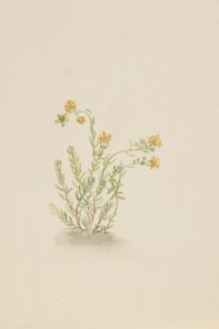 Sedum stenopetalum, yaklaşık 1917-1918. by Mary Vaux Walcott
