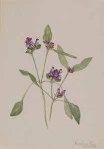 Kendi Kendini İyileştiren Prunella vulgaris, 1918. by Mary Vaux Walcott
