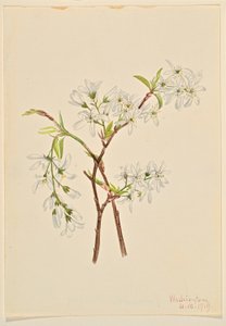  by Mary Vaux Walcott
