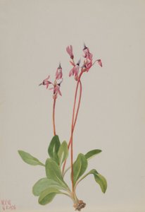  by Mary Vaux Walcott