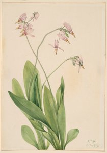  by Mary Vaux Walcott