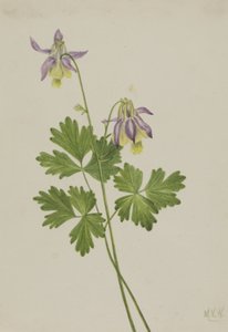 Shortspur Columbine Aquilegia brevistyla, 1907. by Mary Vaux Walcott