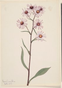  by Mary Vaux Walcott