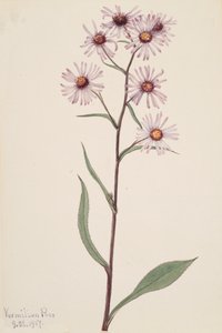Gösterişli Aster dikkat çekici Aster, 1917 by Mary Vaux Walcott