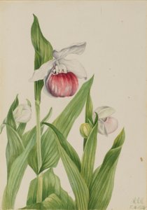  by Mary Vaux Walcott