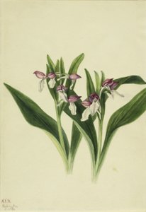  by Mary Vaux Walcott