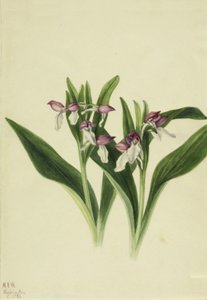 Gösterişli Orchis Orchis spectabilis, 1926 by Mary Vaux Walcott
