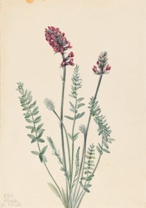  by Mary Vaux Walcott