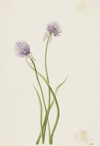  by Mary Vaux Walcott