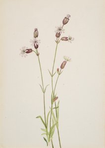 Silene multicaulis, ca. 1900-1920. by Mary Vaux Walcott