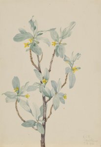  by Mary Vaux Walcott