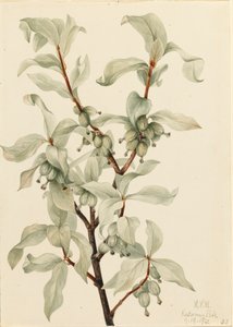 Silverberry Elaeagnus sp., 1922. by Mary Vaux Walcott