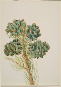  by Mary Vaux Walcott