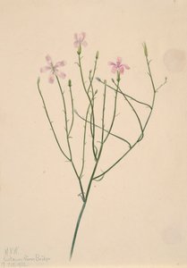 İskelet Çiçeği Lygodesmia juncea, 1923. by Mary Vaux Walcott