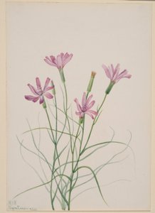  by Mary Vaux Walcott