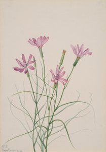 İskelet Otu Lygodesmia grandiflora, 1931. by Mary Vaux Walcott