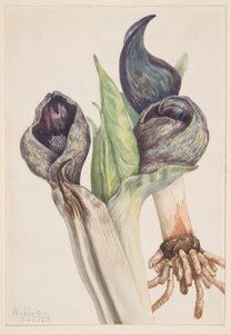  by Mary Vaux Walcott