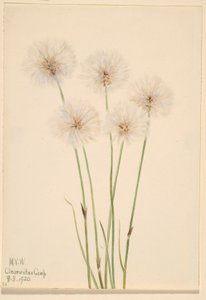  by Mary Vaux Walcott