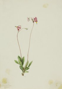  by Mary Vaux Walcott