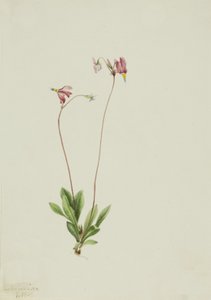 Slender Shootingstar Dodecateon pauciflorum, 1909. by Mary Vaux Walcott