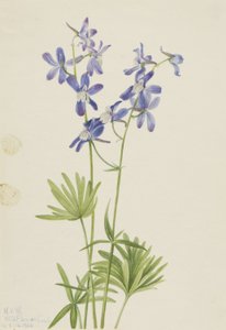  by Mary Vaux Walcott