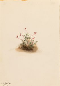  by Mary Vaux Walcott