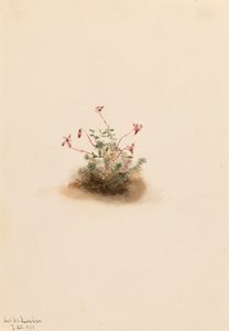 Küçük Kızılcık Oxycoccus palustris, 1911. by Mary Vaux Walcott