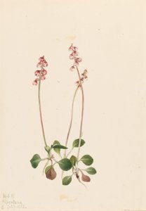  by Mary Vaux Walcott