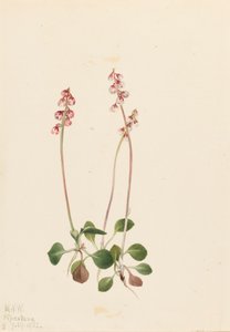 Küçük Pyrola Pyrola minör, 1922. by Mary Vaux Walcott