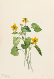  by Mary Vaux Walcott